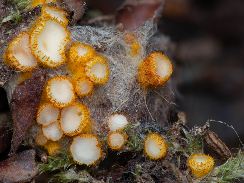 Arachnopeziza aurelia